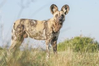 Wild dog, Safari Embassy