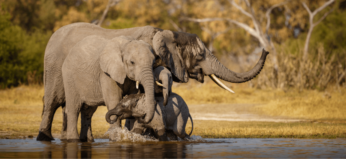 Planning A Safari In Botswana? Then Read This First