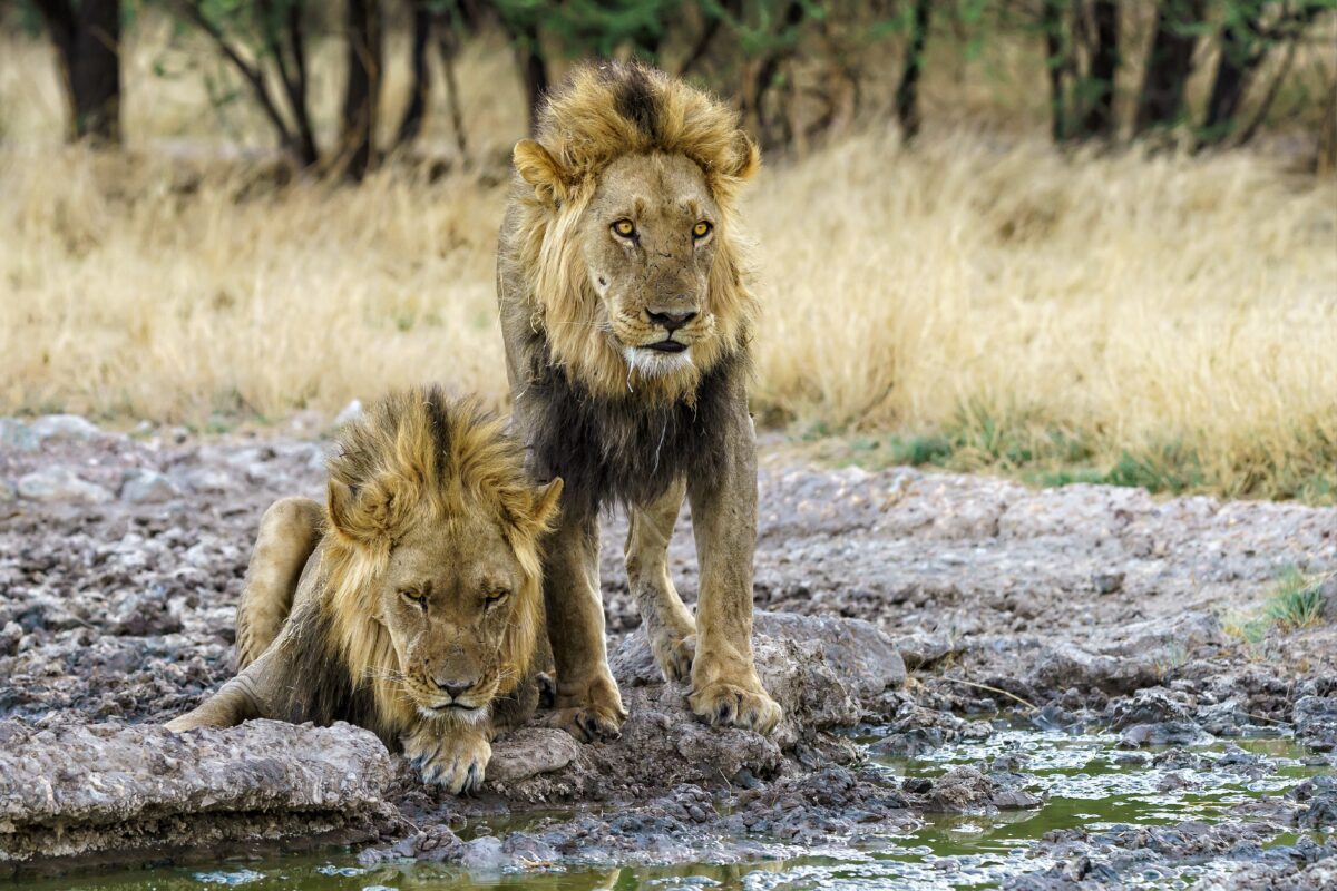 Have a Look at the Ultimate Checklist Before Going to a Wildlife Safari